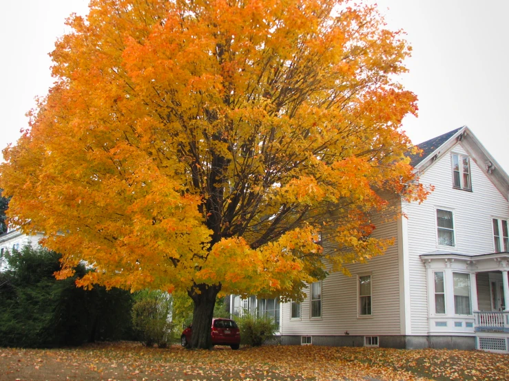 an orange tree with lots of yellow leaves in front of a house