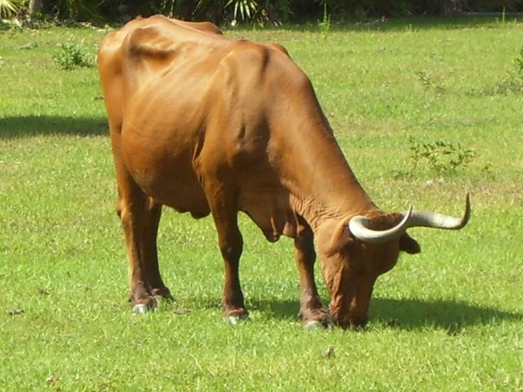 a bull that is standing in the grass