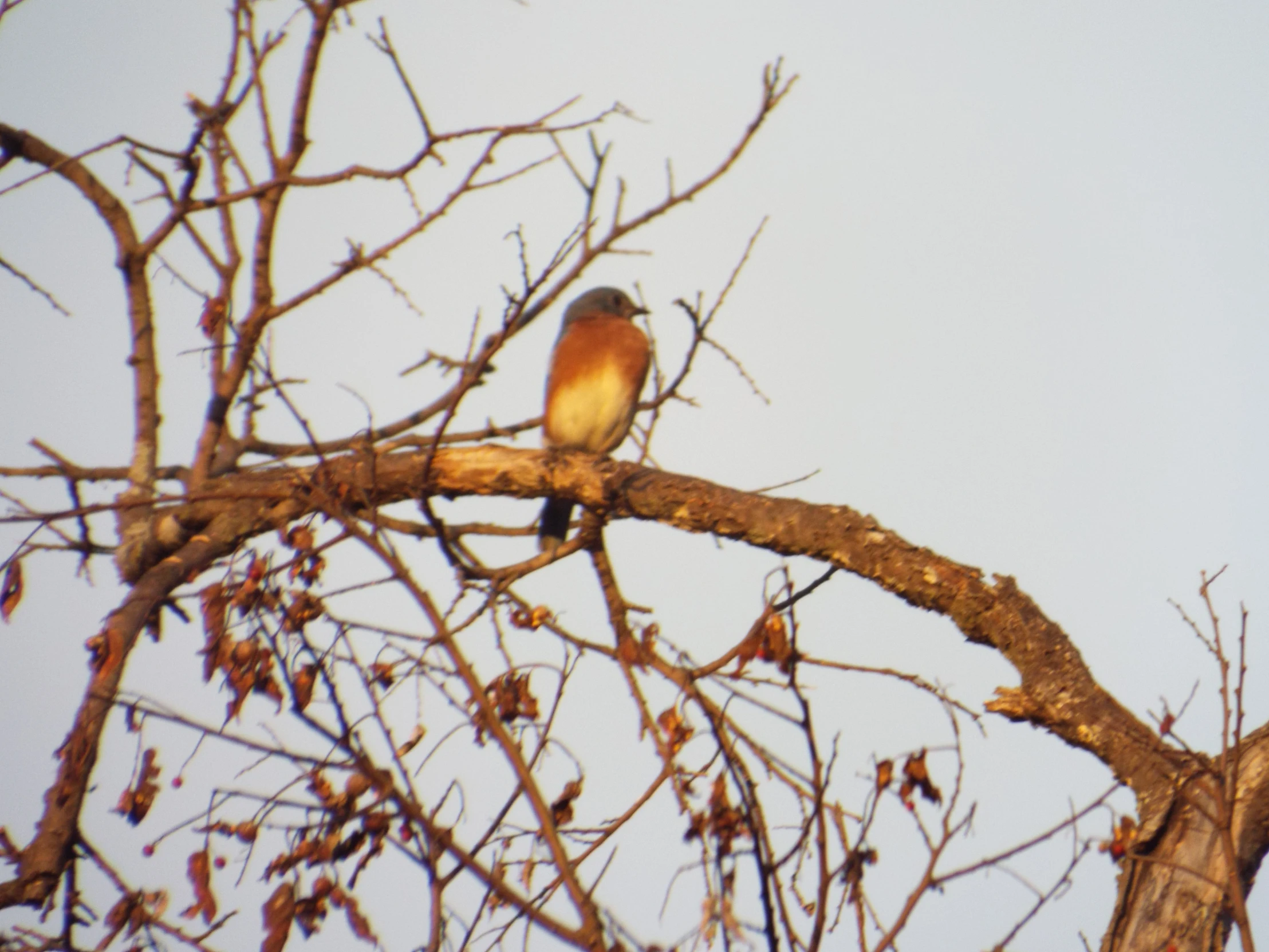 there is a small bird on the limb of the tree