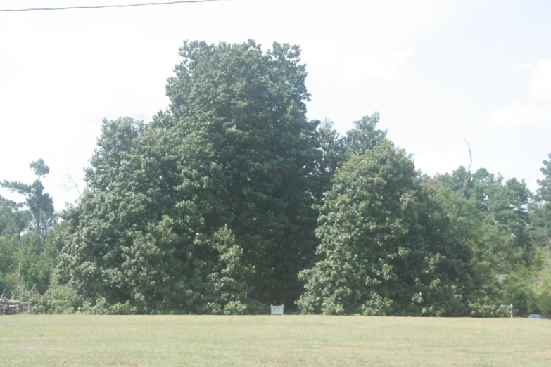 a fire hydrant in a field near trees