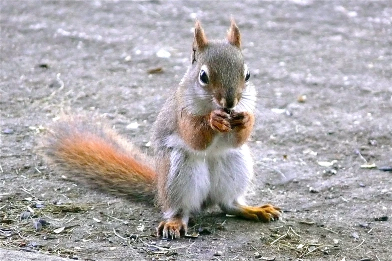 the squirrel is holding his paw up to eat