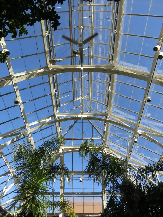 there is a ceiling plant inside the building