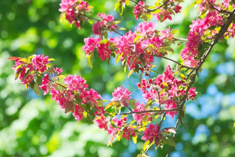 the nch of a tree with pink flowers in bloom