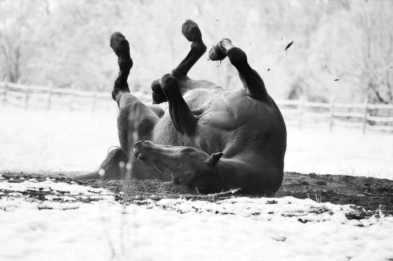 a horse laying down with its leg up in the snow