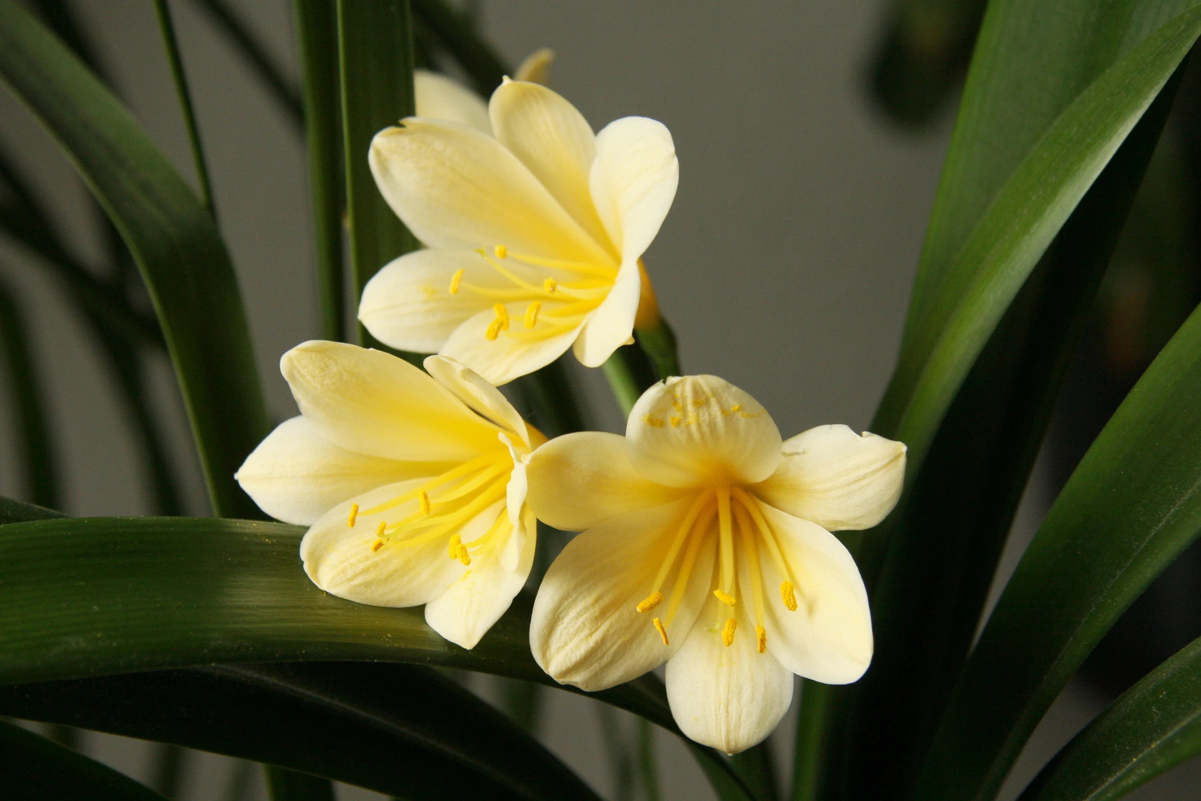 yellow flowers are blooming next to large green leaves