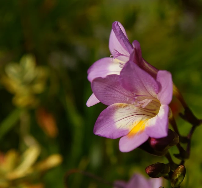 a purple flower is sitting alone among the leaves