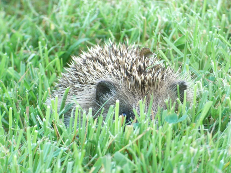 a small hedgehog hiding in the grass
