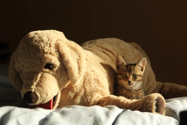 a yellow cat laying next to a large stuffed animal