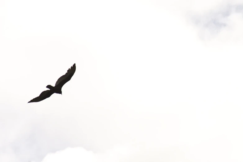 bird flying in sky with clouds and sky background