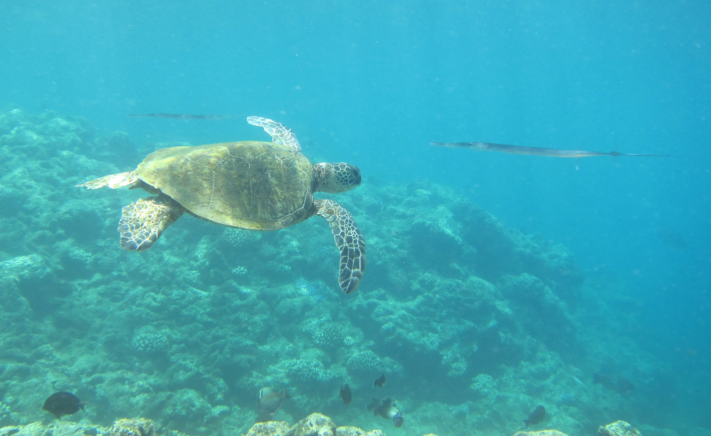 a sea turtle is swimming near the bottom of a coral