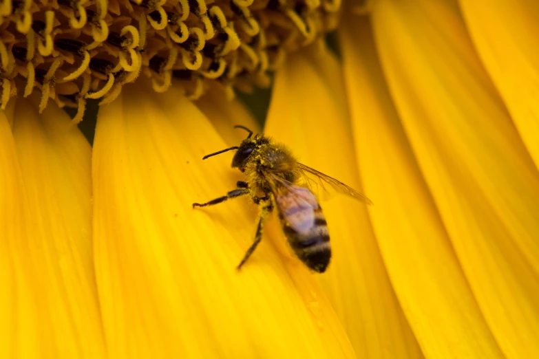 a honeybee pollhydrama in the midst of a sunflower