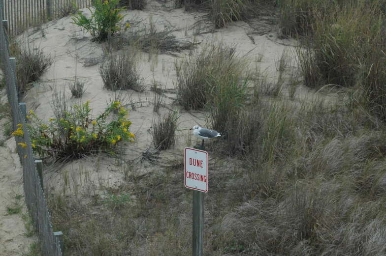 the seagull is sitting near a sign on the beach