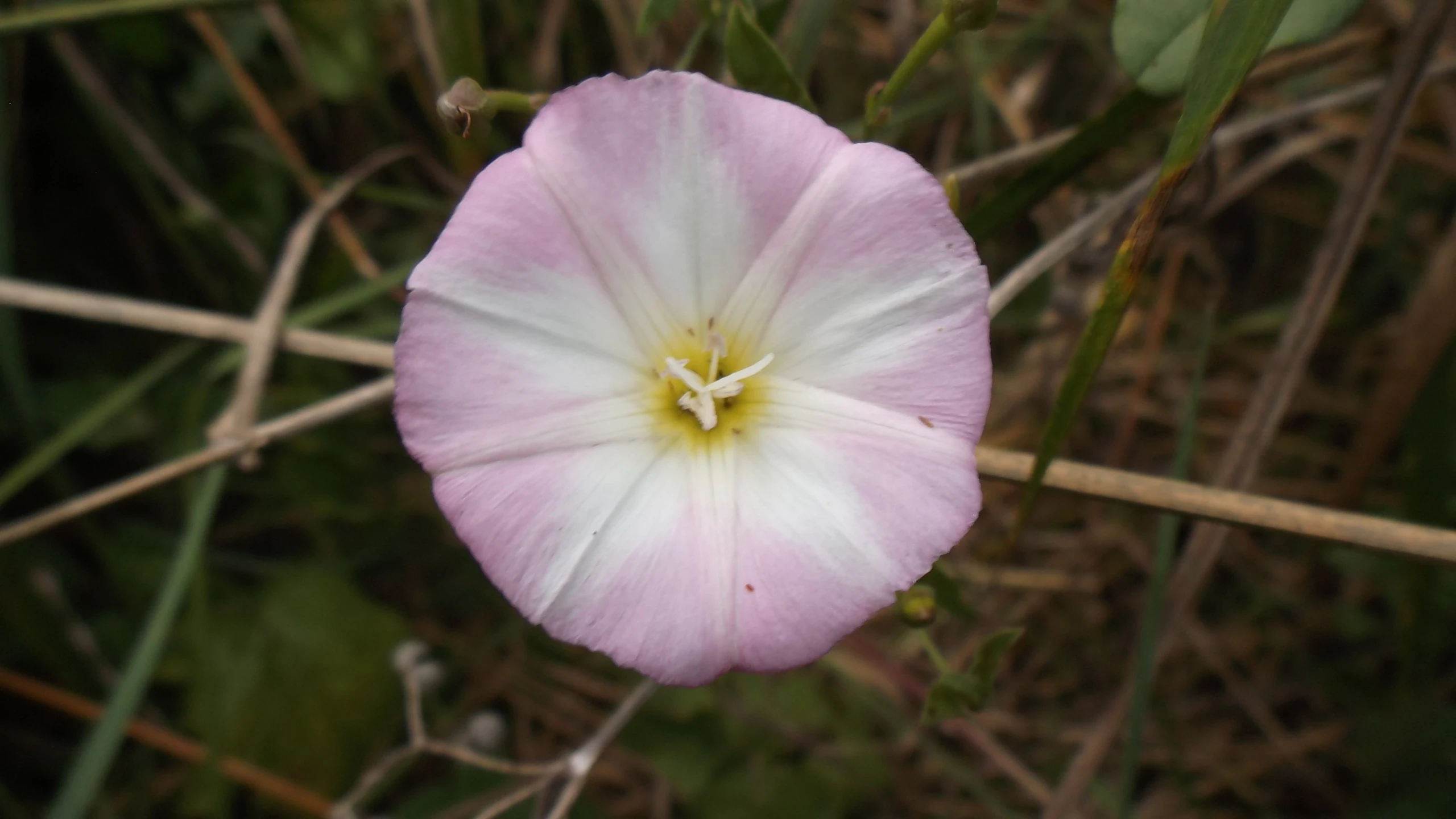 a white and purple flower sitting in the grass