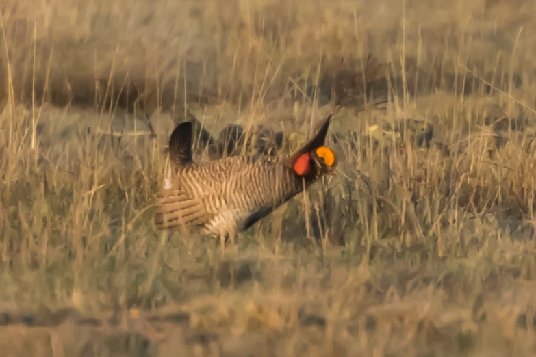 two birds are mating in the grass near a forest