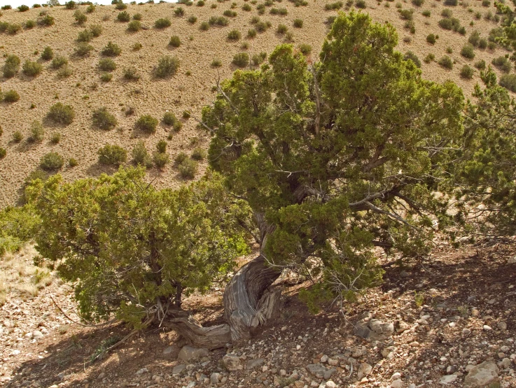 an empty field near a few trees on a hill