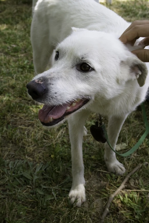 a close up of a white dog holding a leash