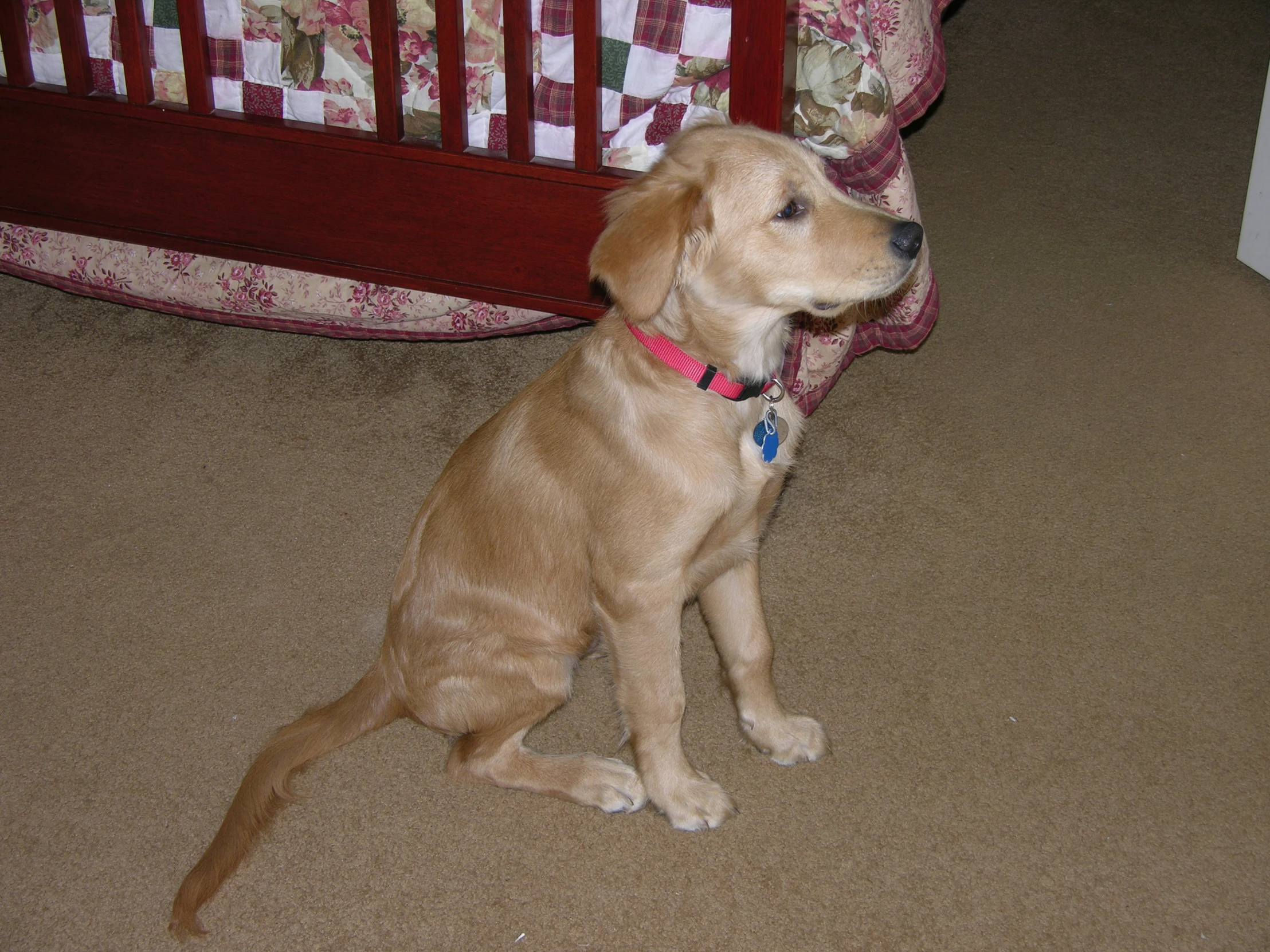 a puppy sitting on the floor looking at soing in the air