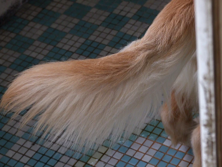 the paw of a dog on a bathroom floor