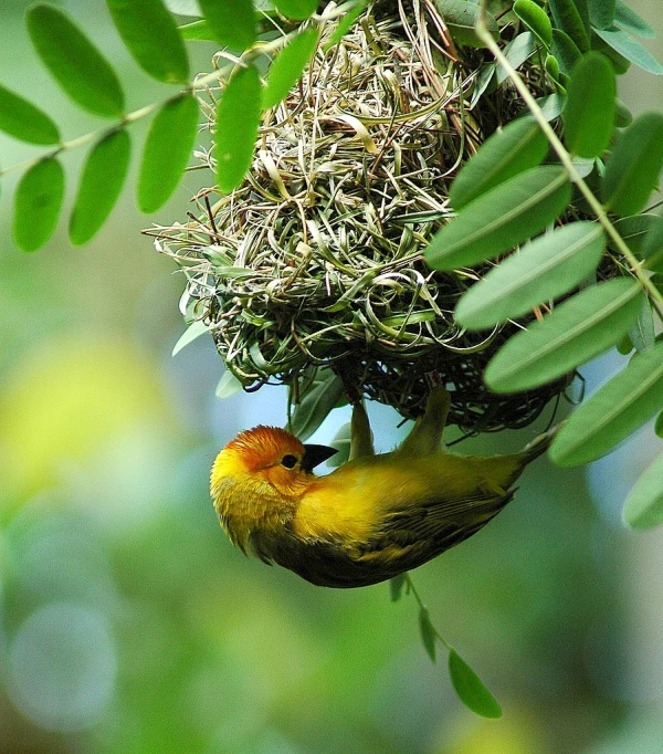 a bird sitting on top of a nest hanging from a nch