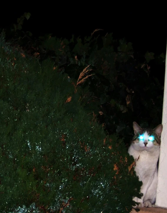 a cat is sitting in front of some bushes