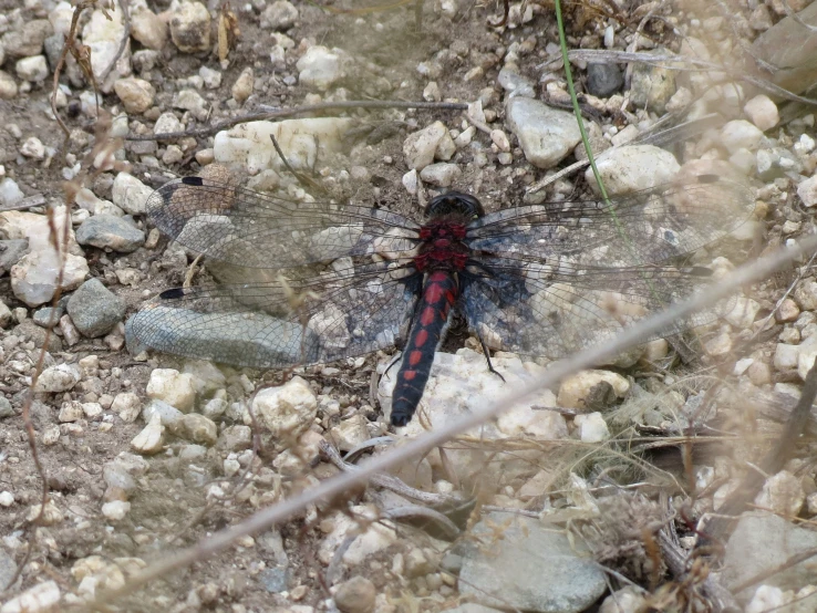 a large dragon fly on the ground in some rocks