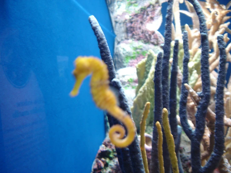 sea horse is on a coral in an aquarium