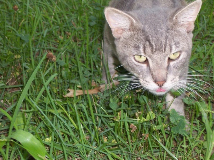a grey cat standing on top of a lush green grass covered field