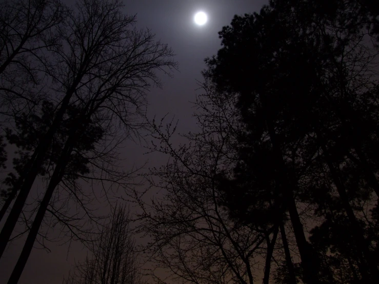 trees with the moon in the distance and a dark sky background