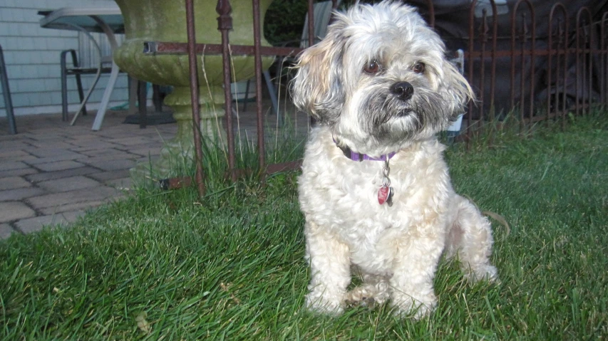 a gy dog sitting in the grass near a fence