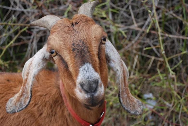 a goat with horns and a red collar is standing next to a tree