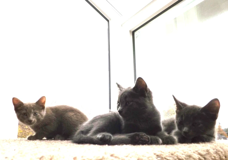 three kittens are lying around in a room