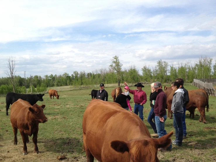 several cows in a pasture with one of them being tagged