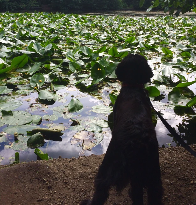 dog in water with lily pads on a swamp