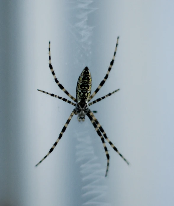 large black and gold spider sitting on its back