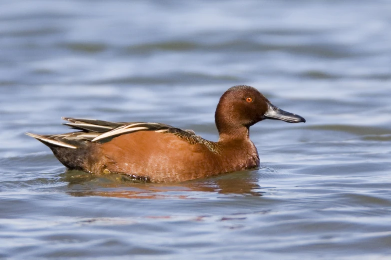 an adult duck floating in a body of water