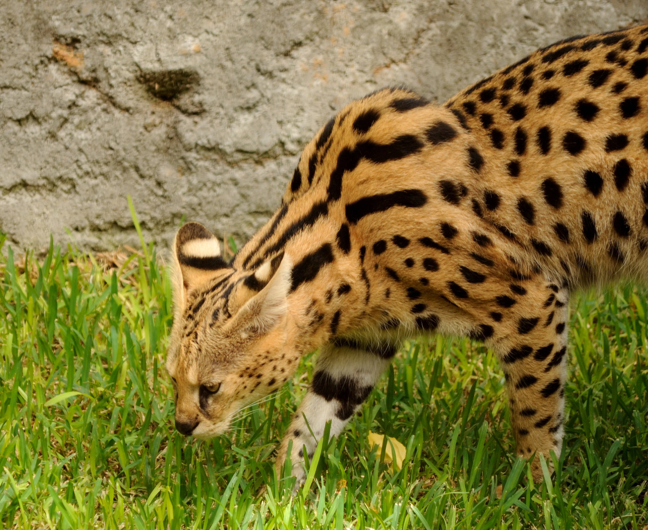 a young wild cat walking across the grass