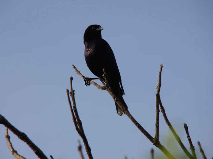 there is a black bird sitting on the nch