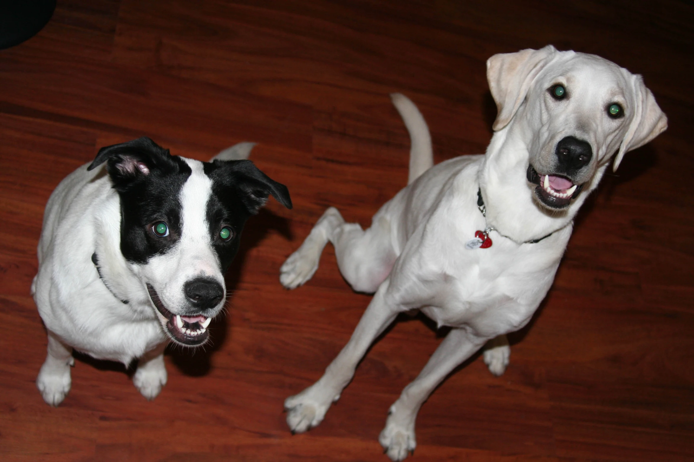 a pair of dogs that are sitting on the floor