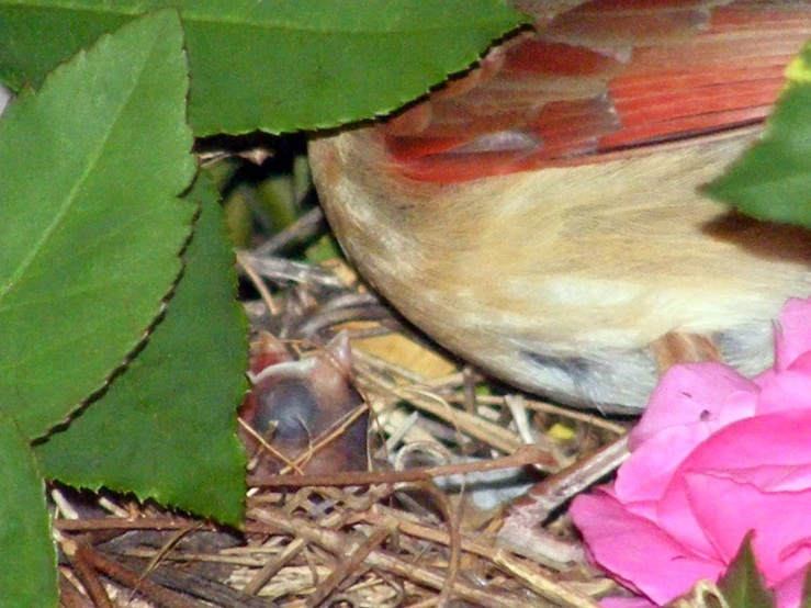 a bird and some pink flowers on a bed of mulch
