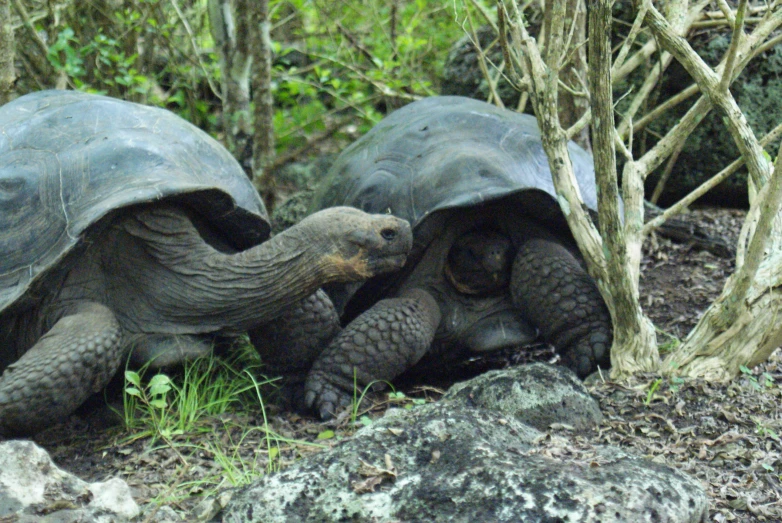 two giant turtles are in a wooded area, next to a tree