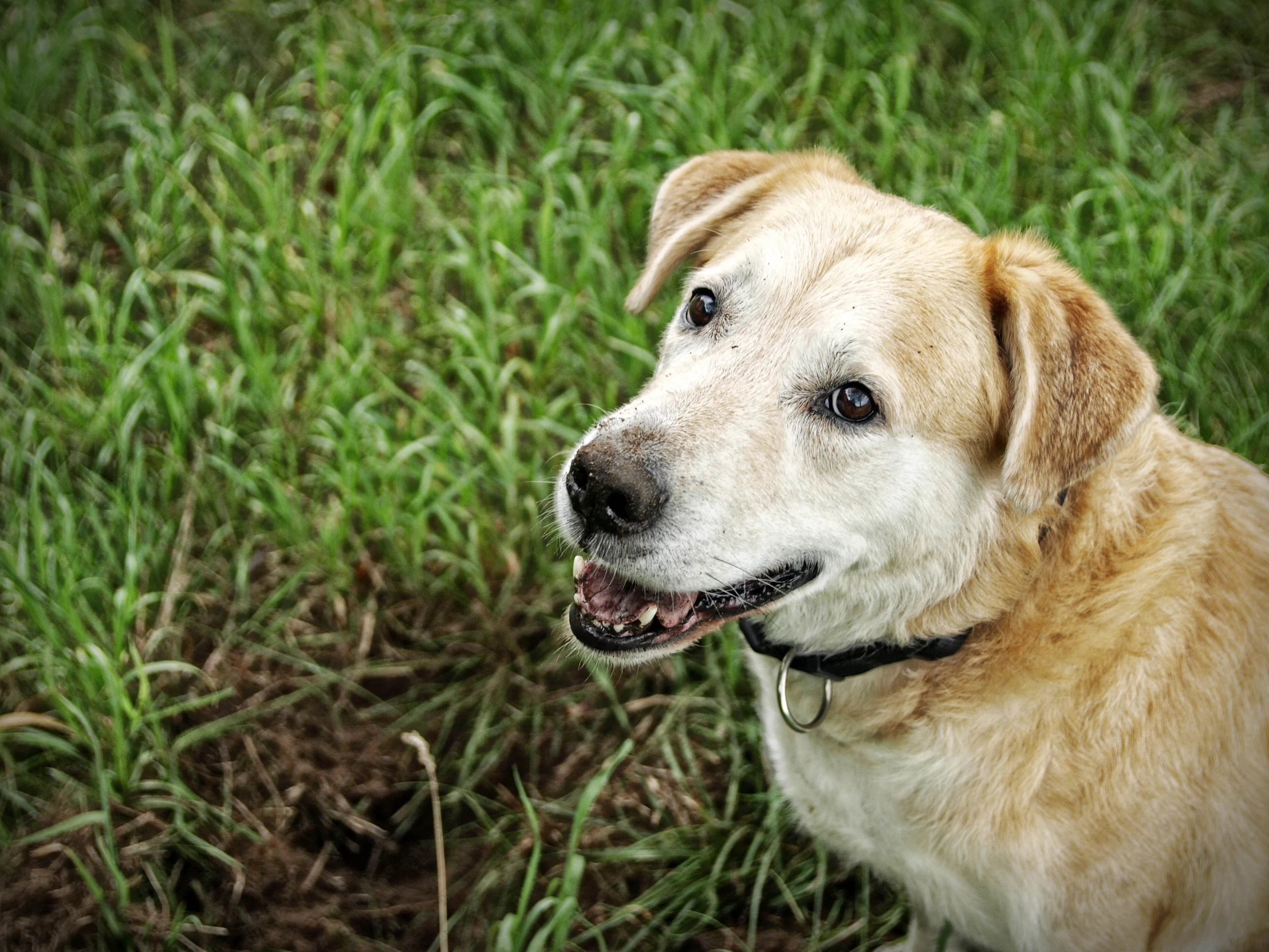 a close up of a dog laying in the grass