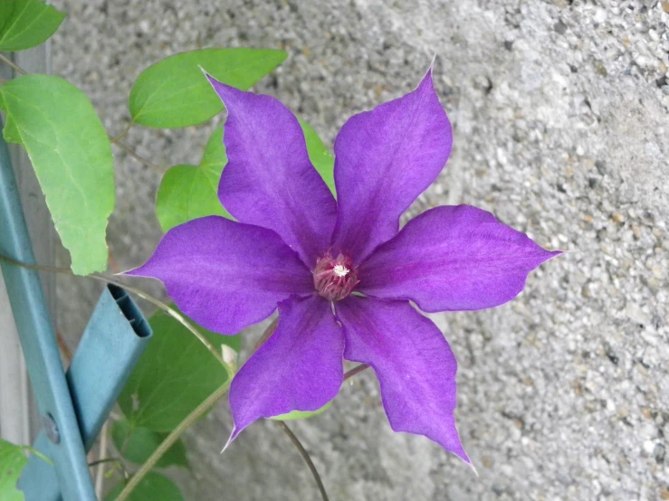 a purple flower that is next to some green leaves