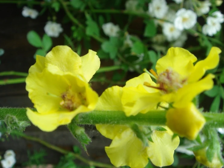 a stalk of bright yellow flowers standing in a garden