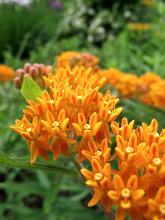 this is a plant with orange and green flowers