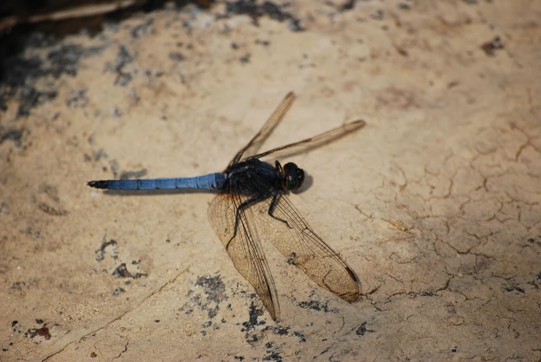 a black and yellow dragon fly on a piece of concrete