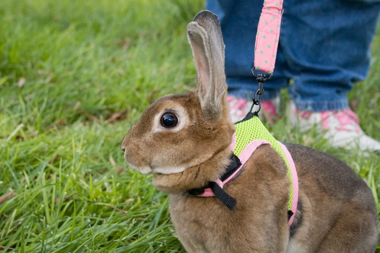 an adorable little rabbit in a harness standing in the grass