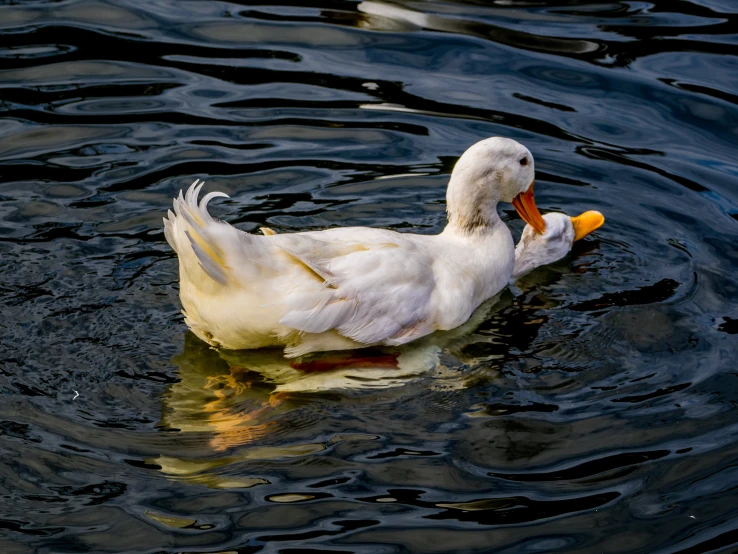 the duck is swimming on the surface of the water