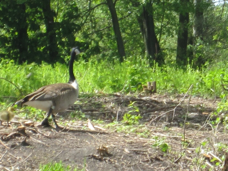 there is a goose that is walking through the forest