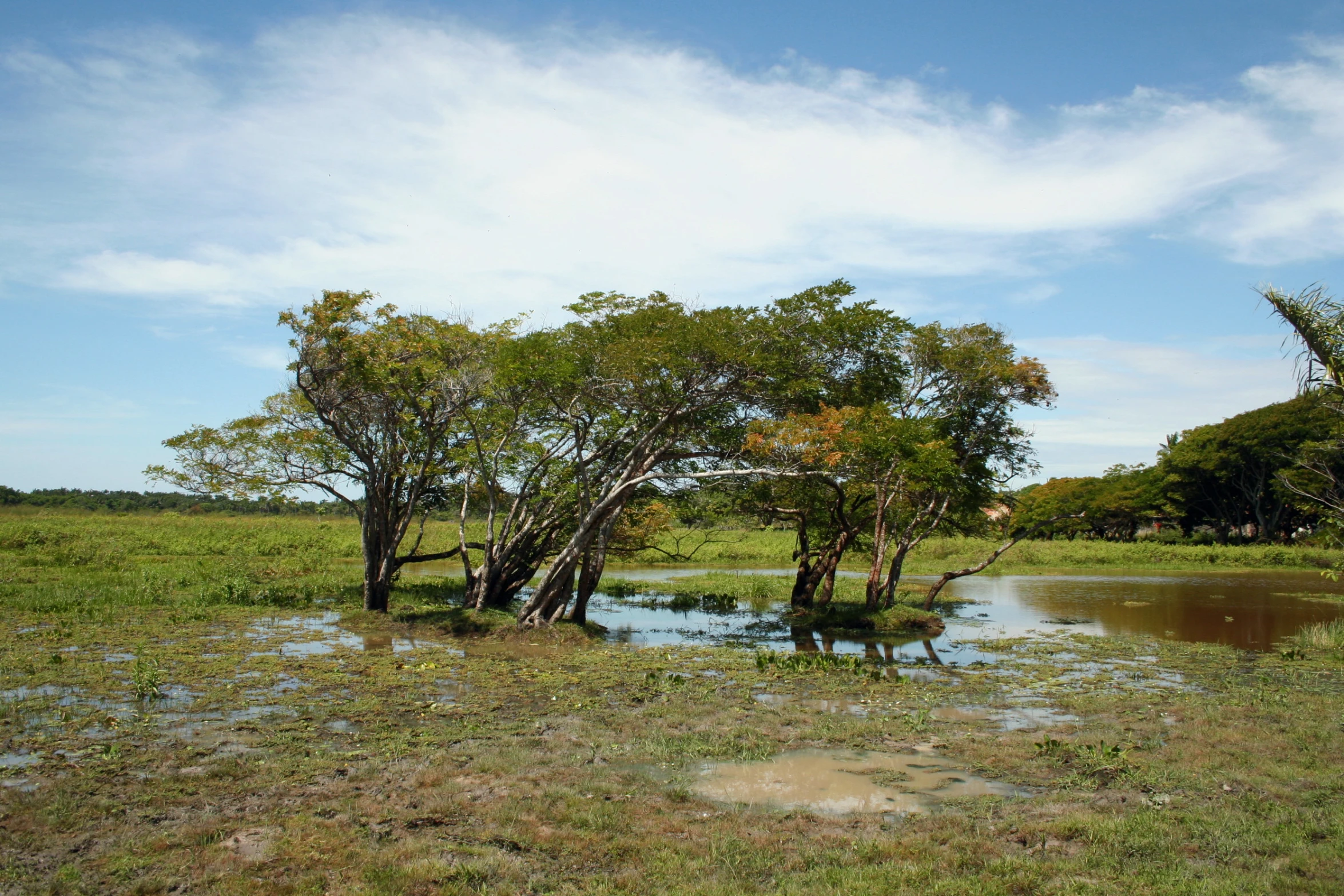 three small trees are growing out of the flooded grass