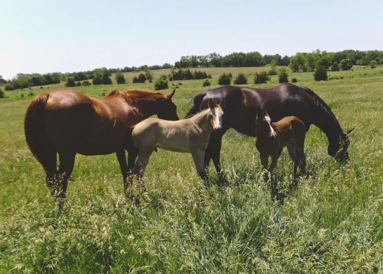 three horses stand together in a grassy field